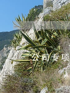 公司专项法律顾问做什么 公司专项法律顾问做什么