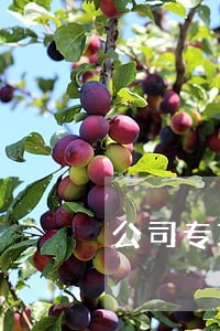 公司专项法律顾问有哪些 公司专项法律顾问有哪些