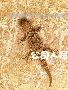 公司人员降职与法律关系