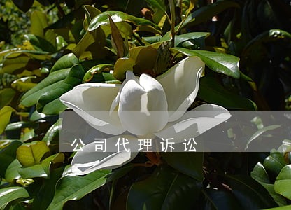 公司代理诉讼