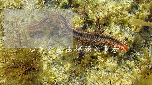 公司企业法律顾问事务 公司企业法律顾问事务