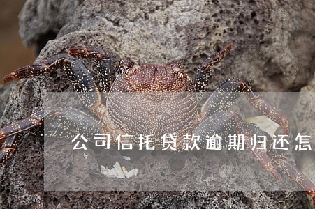 公司信托贷款逾期归还怎么办 公司信托贷款逾期归还怎么办