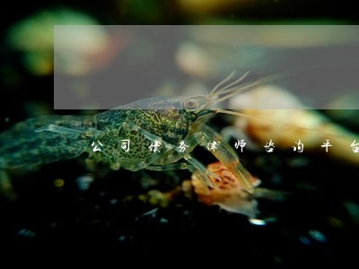 公司债务律师咨询平台