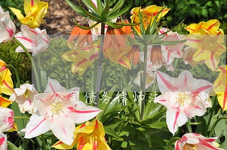 公司债务律师法律咨询 公司债务律师法律咨询