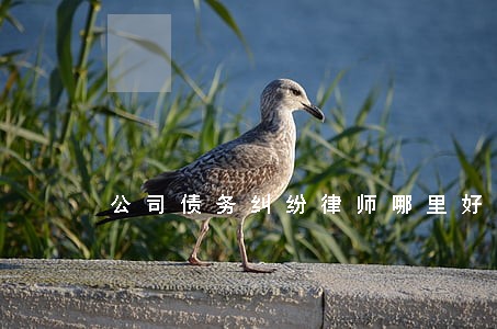 公司债务纠纷律师哪里好 公司债务纠纷律师哪里好