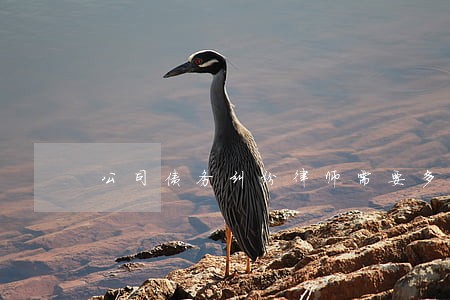 公司债务纠纷律师需要多少钱 公司债务纠纷律师需要多少钱
