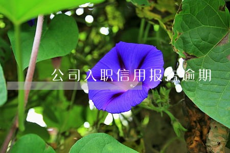 公司入职信用报告逾期 公司入职信用报告逾期