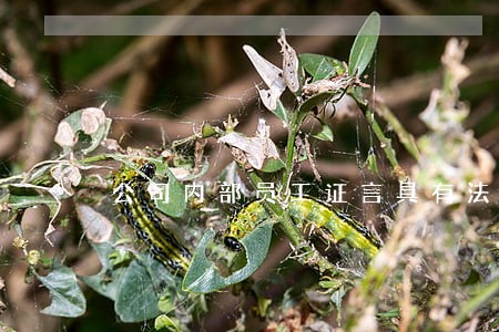 公司内部员工证言具有法律效力吗 公司内部员工证言具有法律效力吗