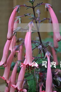 公司内部法律顾问价格