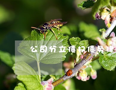 公司分立债权债务律师费 公司分立债权债务律师费