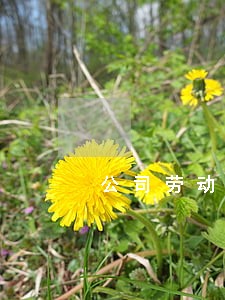 公司劳动合同法的鉴空 公司劳动合同法的鉴空