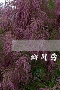 公司劳动合同法签几非 公司劳动合同法签几非