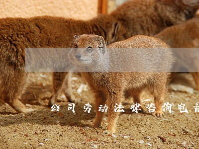 公司劳动法律咨询电话 公司劳动法律咨询电话