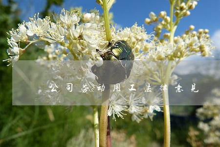 公司劳动用工法律意见 公司劳动用工法律意见