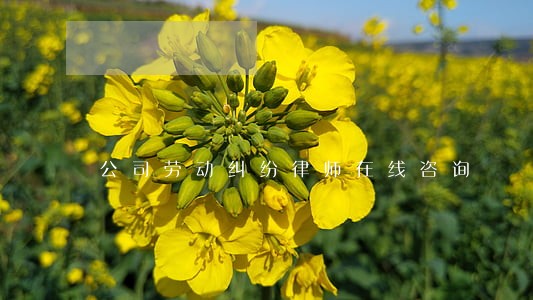 公司劳动纠纷律师在线咨询 公司劳动纠纷律师在线咨询