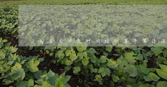 公司占用休息时间培训算不算违法