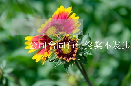 公司合同有年终奖不发违法吗