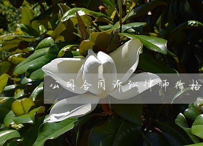 公司合同诉讼律师价格 公司合同诉讼律师价格