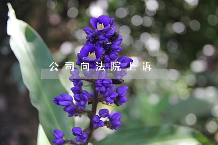 公司向法院上诉 公司向法院上诉