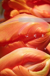 公司员工违法公司责任/2023020579425 公司员工违法公司责任/2023020579425