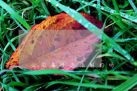 公司属于违法解约吗 公司属于违法解约吗