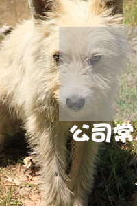 公司常年法律顾问团队 公司常年法律顾问团队