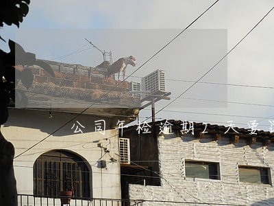 公司年检逾期2天要罚款吗 公司年检逾期2天要罚款吗