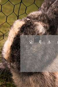 公司怎么找法律顾问 公司怎么找法律顾问