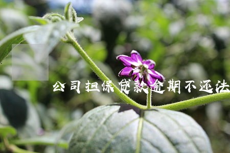 公司担保贷款逾期不还法人 公司担保贷款逾期不还法人