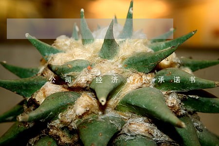 公司无经济诉讼承诺书 公司无经济诉讼承诺书
