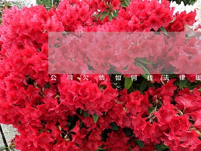 公司欠债如何找法律援助 公司欠债如何找法律援助
