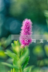 公司法中总经理职责 公司法中总经理职责