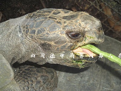 公司法中清算义务人存在问题 公司法中清算义务人存在问题
