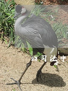公司法中隐名股东和显名股东的区别