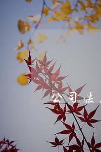 公司法人三年一换 公司法人三年一换
