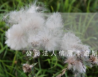公司法人信用卡逾期对公司