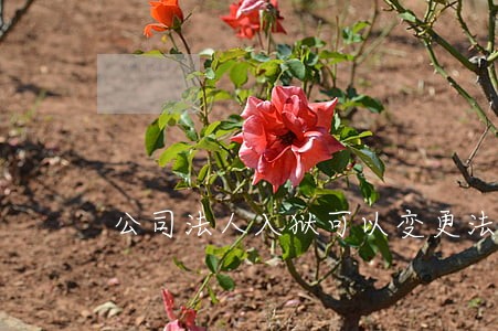 公司法人入狱可以变更法人吗 公司法人入狱可以变更法人吗