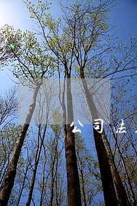 公司法人可以交公积金多少钱