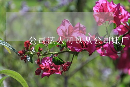 公司法人可以从公司账户里借钱吗