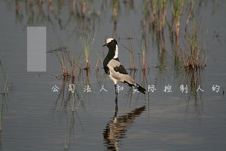 公司法人和实际控制人的协议 公司法人和实际控制人的协议