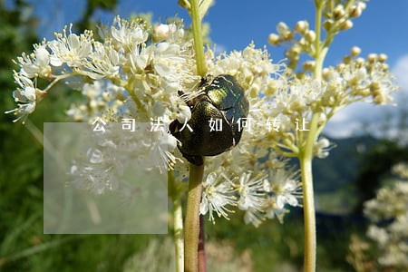 公司法人如何转让 公司法人如何转让