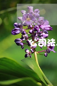 公司法人怎么申领生育津贴 公司法人怎么申领生育津贴