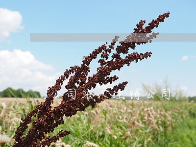 公司法人注销公司 公司法人注销公司