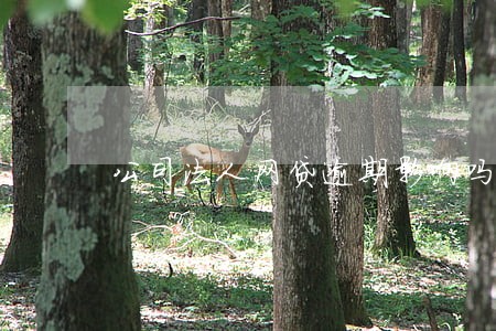 公司法人网贷逾期影响吗