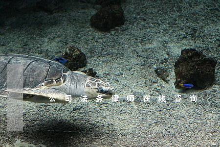 公司法务律师在线咨询