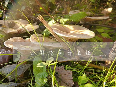 公司法务部主任 公司法务部主任