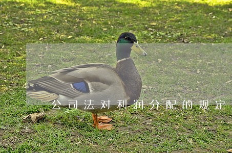公司法对利润分配的规定