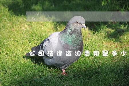 公司法律咨询费用是多少 公司法律咨询费用是多少