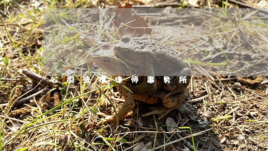 公司法律律师事务所