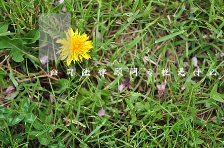 公司法律顾问专栏是什么 公司法律顾问专栏是什么
